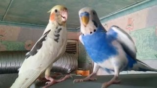Волнистый попугайчик и корелла.