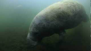 Manatees - Sirenia  "The Mystique of the Manatees"