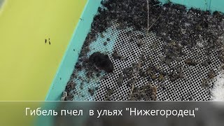 Погибли пчелы в ульях ППУ Нижегородец (видео)