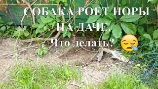 КАК ОТУЧИТЬ СОБАКУ РЫТЬ НОРЫ НА ДАЧЕ?Воспитание и дрессировка собаки
