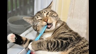 Чистка зубов у котов. Какой способ выбрать
