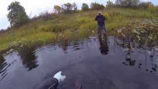 Сёмга на реке Чапома. Дубль. Спиннинг Tenryu Rayz 75ML, катушка Shimano Stella 3000 HGM.