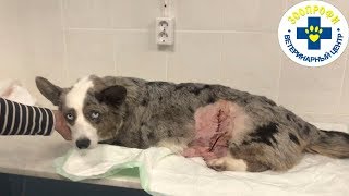 КЕСАРЕВО СЕЧЕНИЕ ОПЕРАЦИЯ НА ДОМУ. ЛЕЧИМ СОБАКУ ПОСЛЕ ОПЕРАЦИЙ СДЕЛАННЫХ НА ДОМУ....