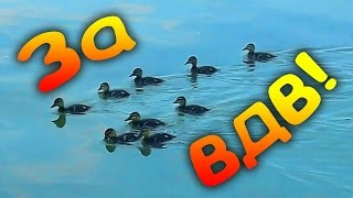 За ВДВ! Прикольные Футажи на День ВДВ. Забавное Видео ко Дню ВДВ