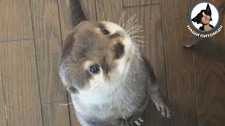 Выдра попрошайка ??? Выдра кушает Выдра ест ?