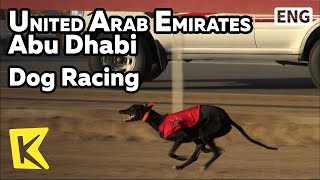 【K】UAE Travel-Abu Dhabi[아랍에미레이트 여행-아부다비]살루키 사냥개 경주/Dog Racing/Hound/Hunting Dog/Saluki/Racing