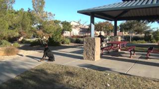 European Doberman Pinscher - Dog Training Scottsdale Arizona off leash obedience - Pharaoh