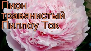 Пион травянистый Пиллоу Ток (paeonia) ? пион Пиллоу Ток обзор: как сажать рассада пиона Пиллоу Ток