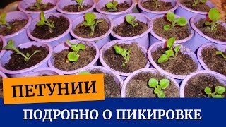 ?Все о пикировке петуний. Какой грунт для  рассады, когда и как пикировать петунии??