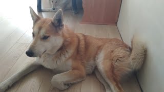 Битва титанов)