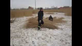 Заготовка камыша. Покос камыша триммером.
