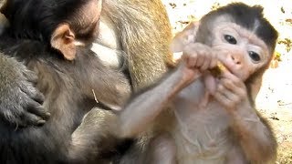 Poor Gavin Baby So HUNGRY | Mother No Give Mike | Dax Soft Warming & Feeding Milk | Monkey Crying