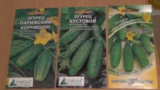 Огурцы рассадные Сорта Теща F1 Парижские корнюшоны и Кустовые начало проращивани
