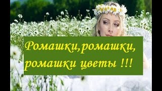 Romashki, romashki, romashki cvety!!! Ромашки, ромашки, ромашки цветы!!!
