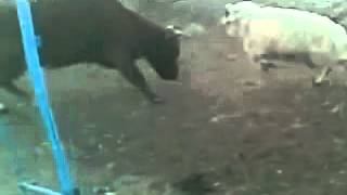 Баран напал на корову - Sheep attacks cow - funny !