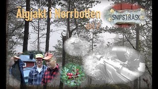 Moosehunt / Älgjakt i Norrbotten 2