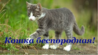 Кошка Беспородная! Слайд шоу!