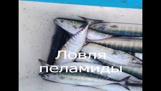 Ловля пеламиды Рыбалка на Черном море г Новороссийск