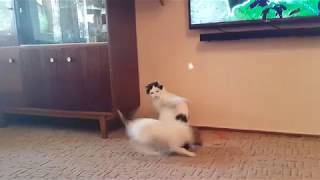 Это нужно видеть.Джек Рассел терьер(Jack Russell Terrier) и кот
