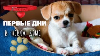 Щенок в новом доме ?Чихуахуа Лизи