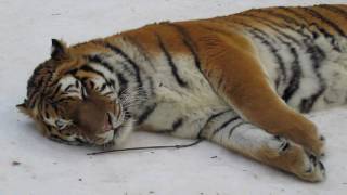 Amur Tiger