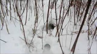Охота на лису норная,с ягдтерьером! Hunting foxes, with Jagdterrier