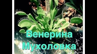 Венерина Мухоловка "Дионея"