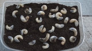 カブトムシの飼育　幼虫マットの交換　3月　Grub Grub Grub Grub Grub Grub Grub Grub