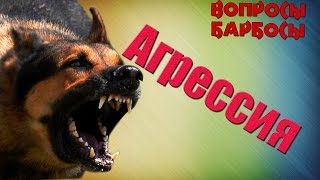 Как отучить вашу собаку реагировать на других собак
