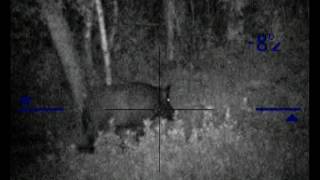 Стрелял в ухо. Калибр 223: Кабан под 200 кг.