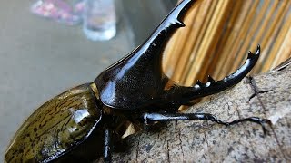 Бой жуков Геркулесов великанов в мире насекомых.