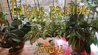 ХОЙИ - МОЯ КОЛЛЕКЦИЯ