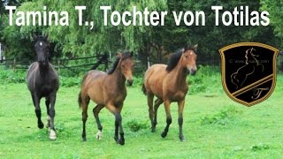 Totilas - Baby Teil 7 Tamina T., Tochter des bekannten Dressurpferdes Totilas. kultek medien Wien