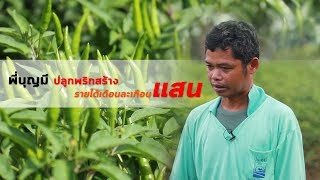 ปลูกพริกที่ศรีสะเกษ สร้างรายได้เดือนละ 9 หมื่น

ติดต่อฅนเกษตร : https://www.facebook.com/KonKaSet89/