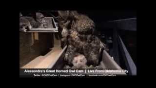 Alessondra's OKC Great Horned Owl Cam - Mr T brings rat 7:52pm 2-24-2014