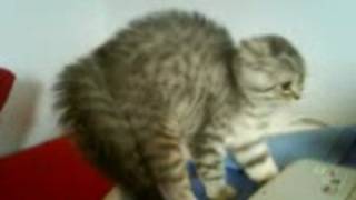 Katzenbuckel bei Artus