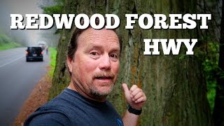 Driving The Redwood Forest Highway In California