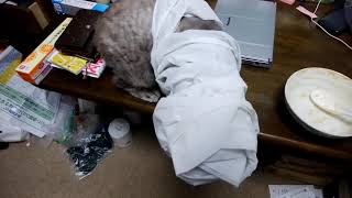トイレットペーパー巻きにしていじめられる　猫のぐれごろう