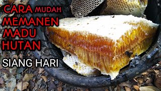 Cara mudah memanen madu hutan di siang hari