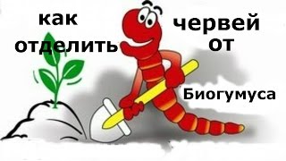 Как отделить червей от биогумуса.