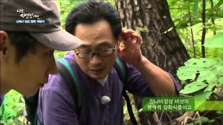 자연인의 행복지수를 높여주는 노루궁뎅이 버섯