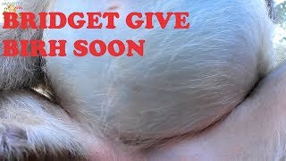 PREGNANCY OF BRIDGET IS VERY BIG BELLY WILL BE GIVE OF BIRTH COMING SOON |