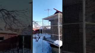 Братья Белорусы тоже борются с ястребами
