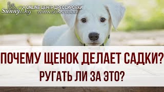 Почему щенок делает садки? Что нужно делать? Ругать ли собаку за это?