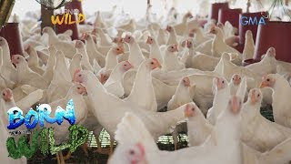Born to Be Wild: Commercial egg production