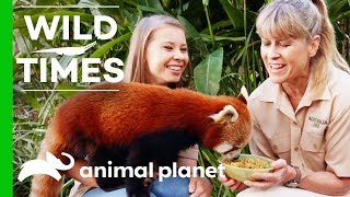 Bindi And Terri Introduce Us To Ravi the Red Panda! | Wild Times