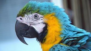 Los loros más exóticos del mundo