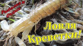 Ловлю Креветку в Амурском Заливе. Удачный Улов.