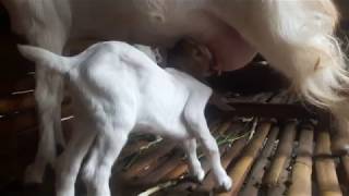 Usaha Ternak Kambing Mandras