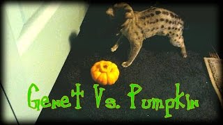 Spotted Genet vs. Pumpkin (Happy Halloween!)